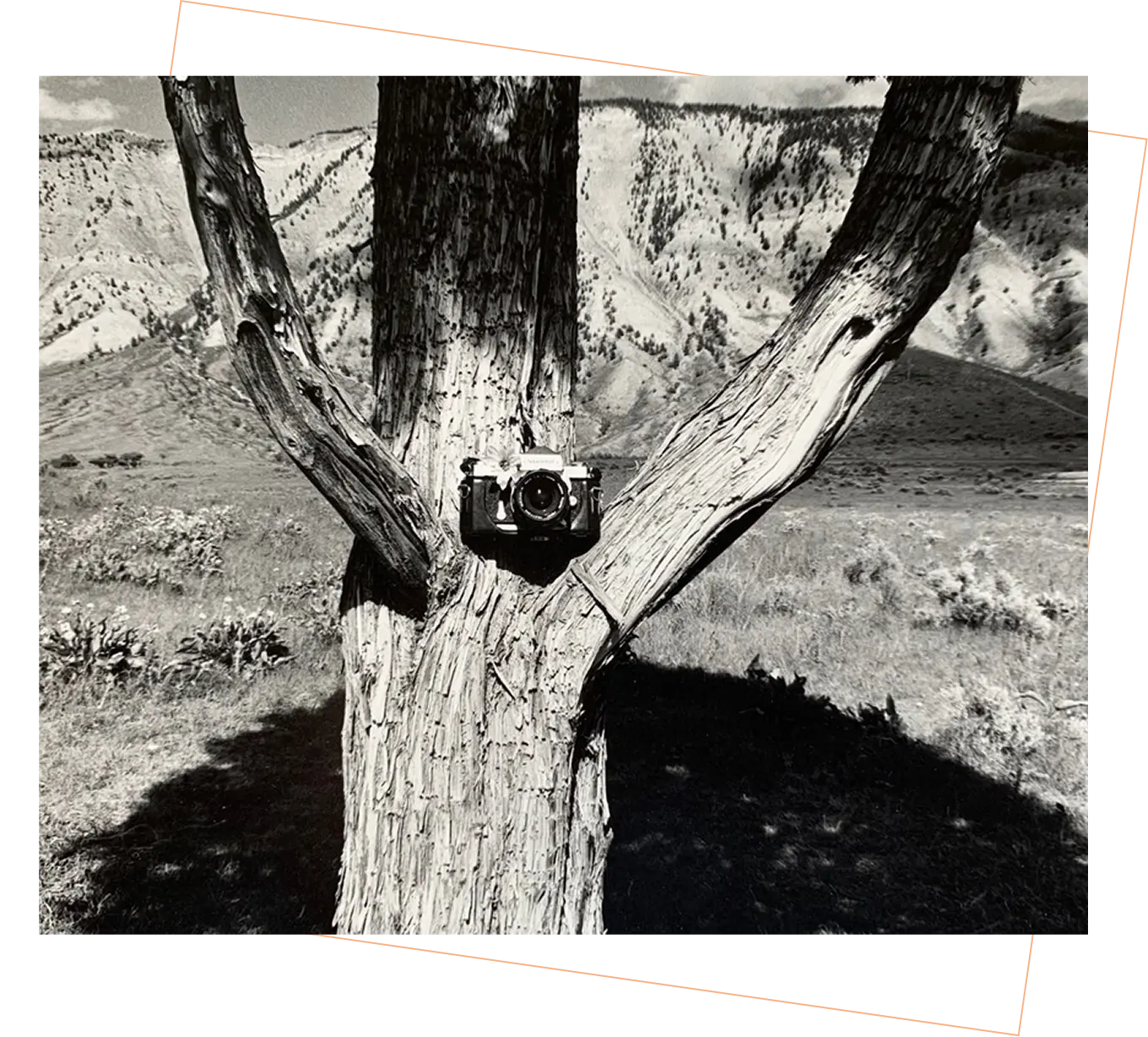 Camera mounted on tree in mountainous landscape.